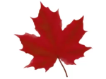 Maple Leaf